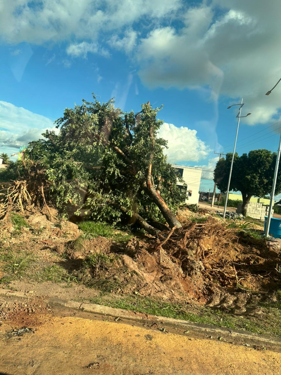 Prefeitura de Nova Guarita autoriza retirada de árvores e moradores questionam o motivo